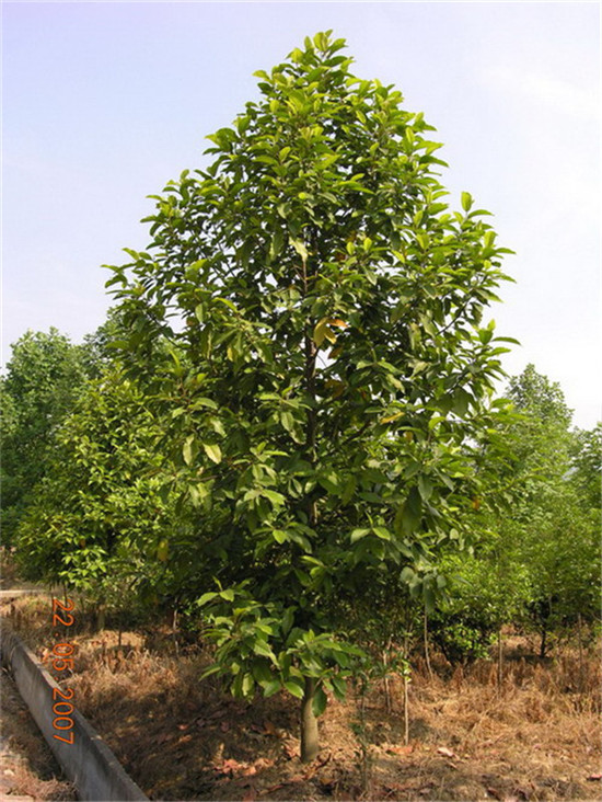 荊州市綠梅園林綠化有限公司 荊州市綠梅園林綠化有限公司