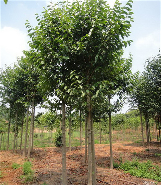 荊州市綠梅園林綠化有限公司 荊州市綠梅園林綠化有限公司